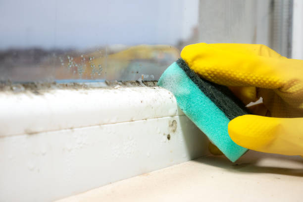 Best Attic Mold Removal  in Monroe, WI