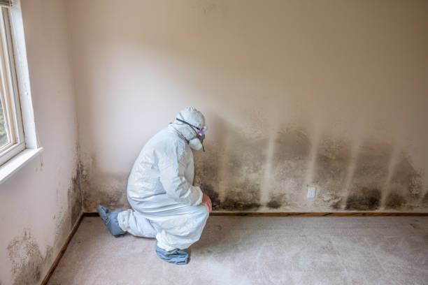 Reliable Monroe, WI Mold Removal Solutions