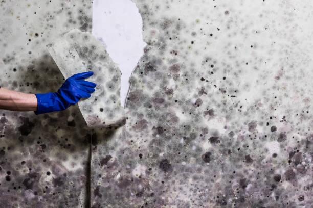 Best Mold Testing  in Monroe, WI