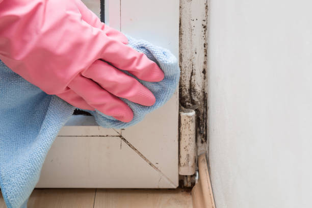 Best Certified Mold Removal  in Monroe, WI